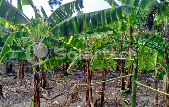 深圳天源光伏水泵助力海地農(nóng)場實現(xiàn)綠色灌溉！
