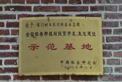 長汀縣銀杏種植示范基地