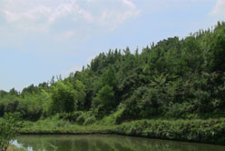 光伏揚水系統(tǒng)使用后銀杏生態(tài)園風(fēng)景