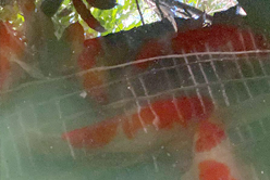 錦鯉魚